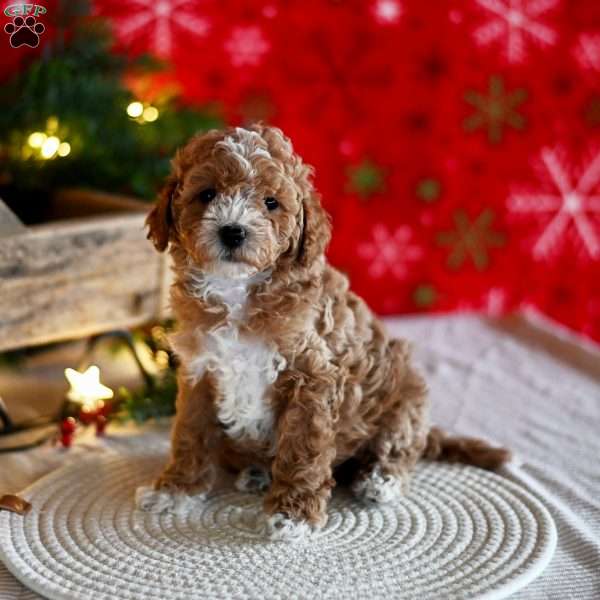 Tracey, Miniature Poodle Puppy